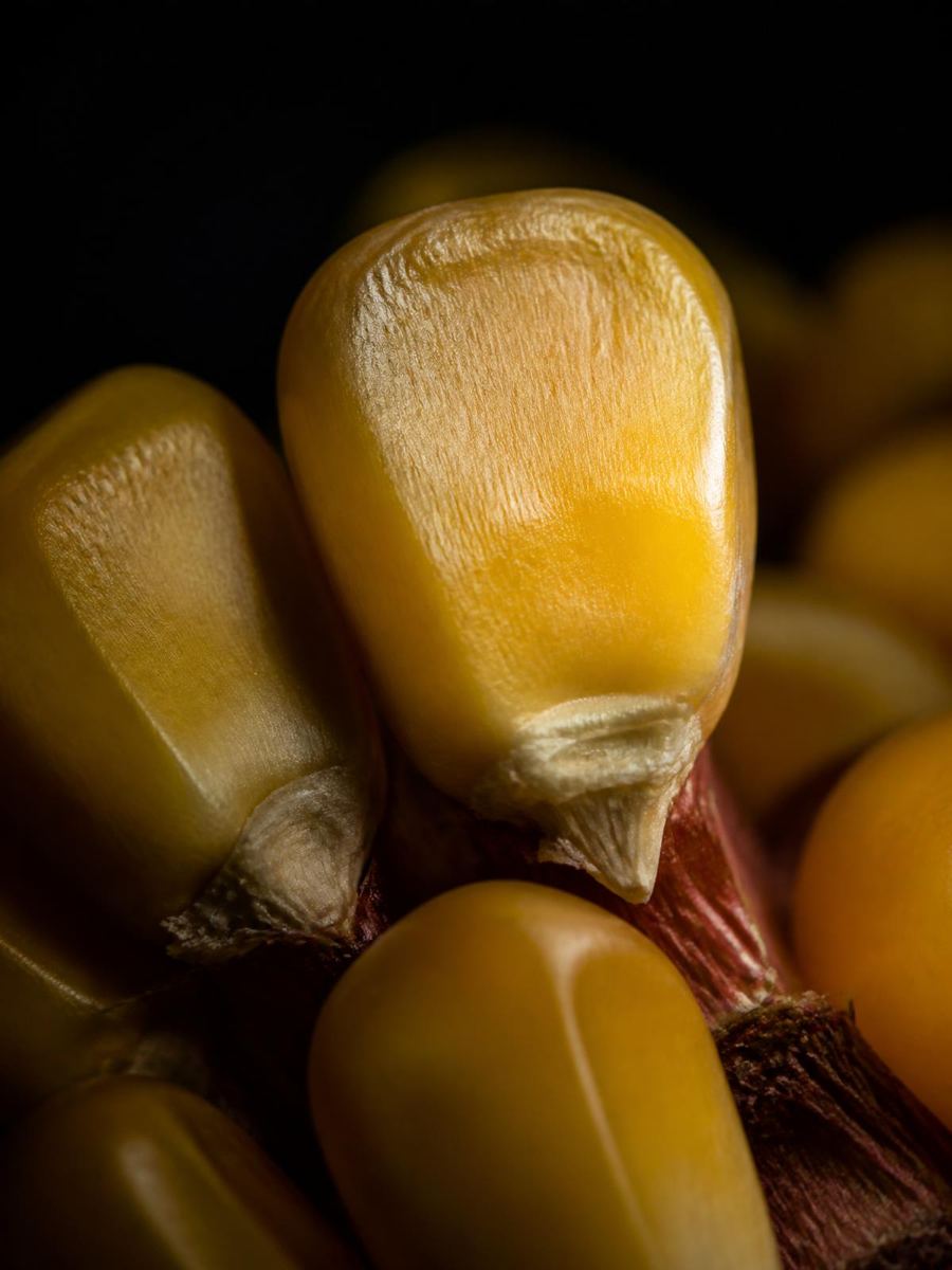 Macrofotografia de grãos de milho em luz de estúdio escura